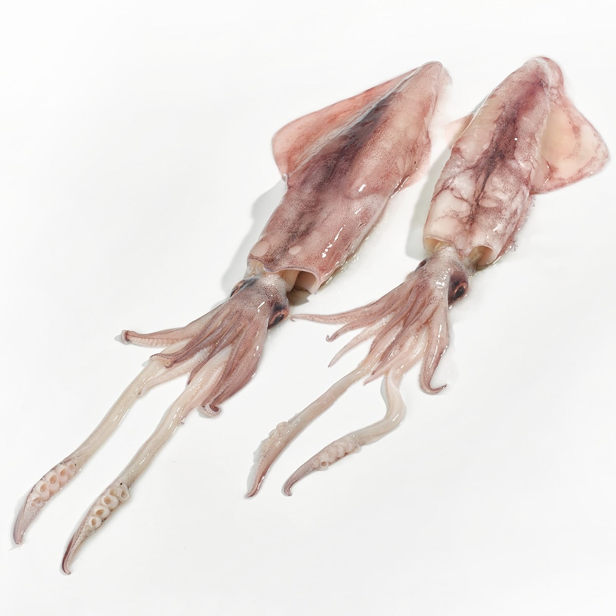 Fresh National Squid