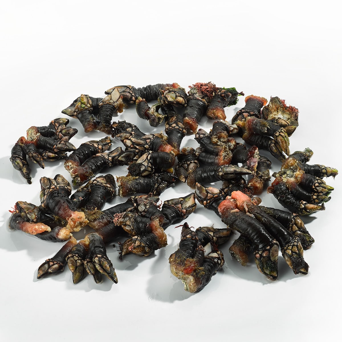Galician Goose Barnacles