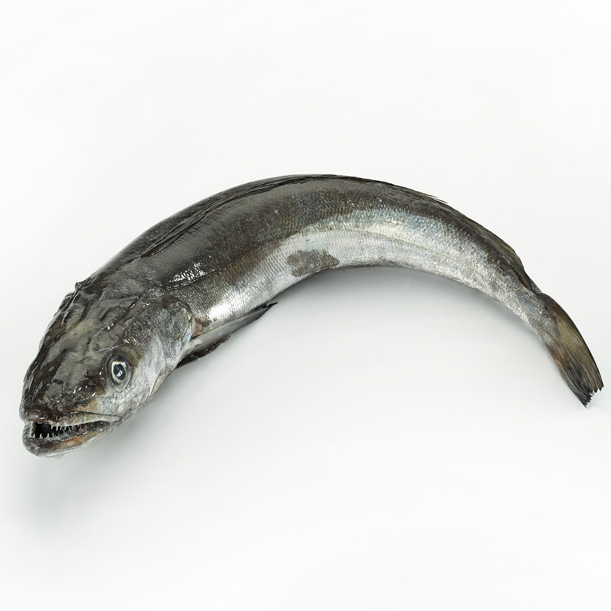 Line-caught Hake, Whole