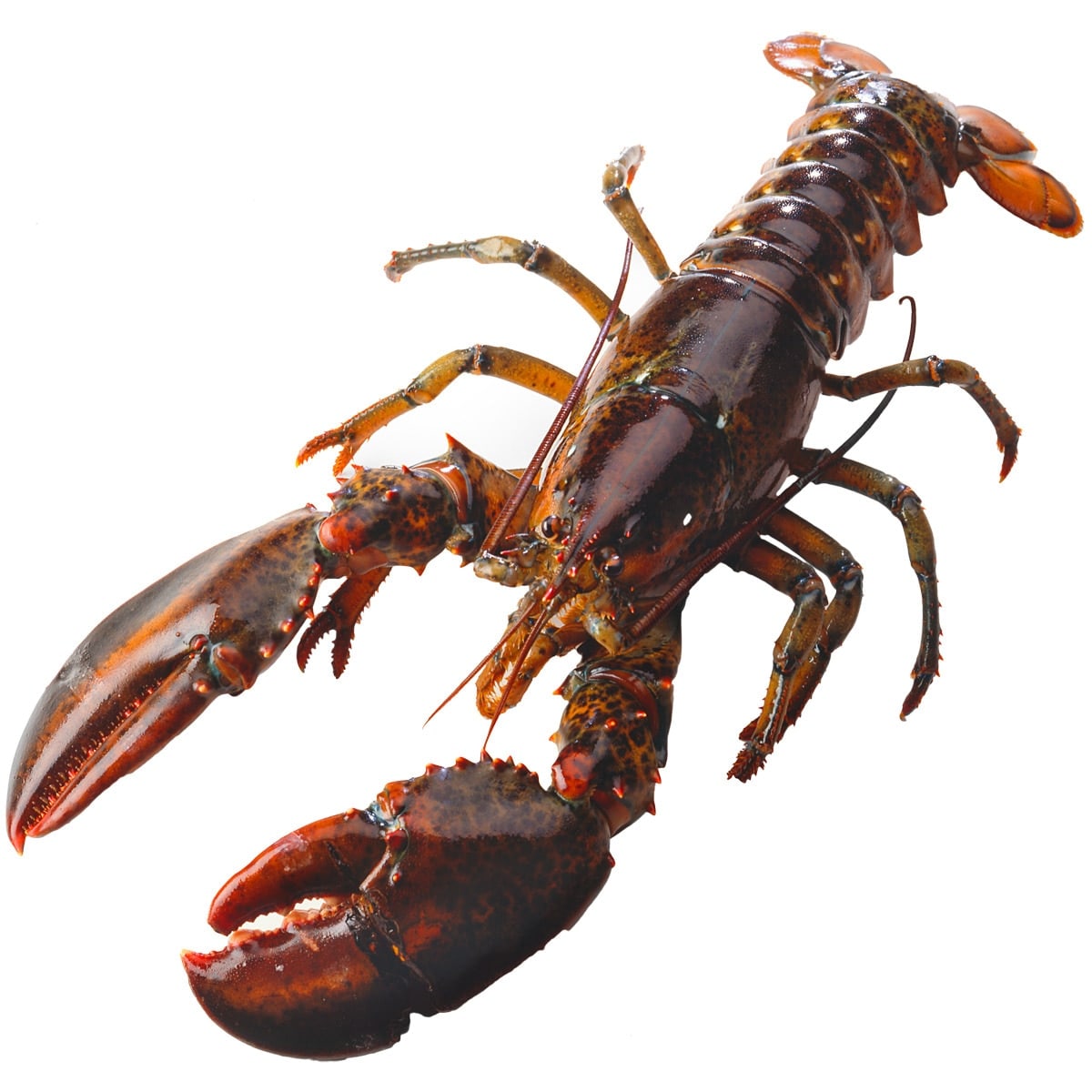 Live European Lobster