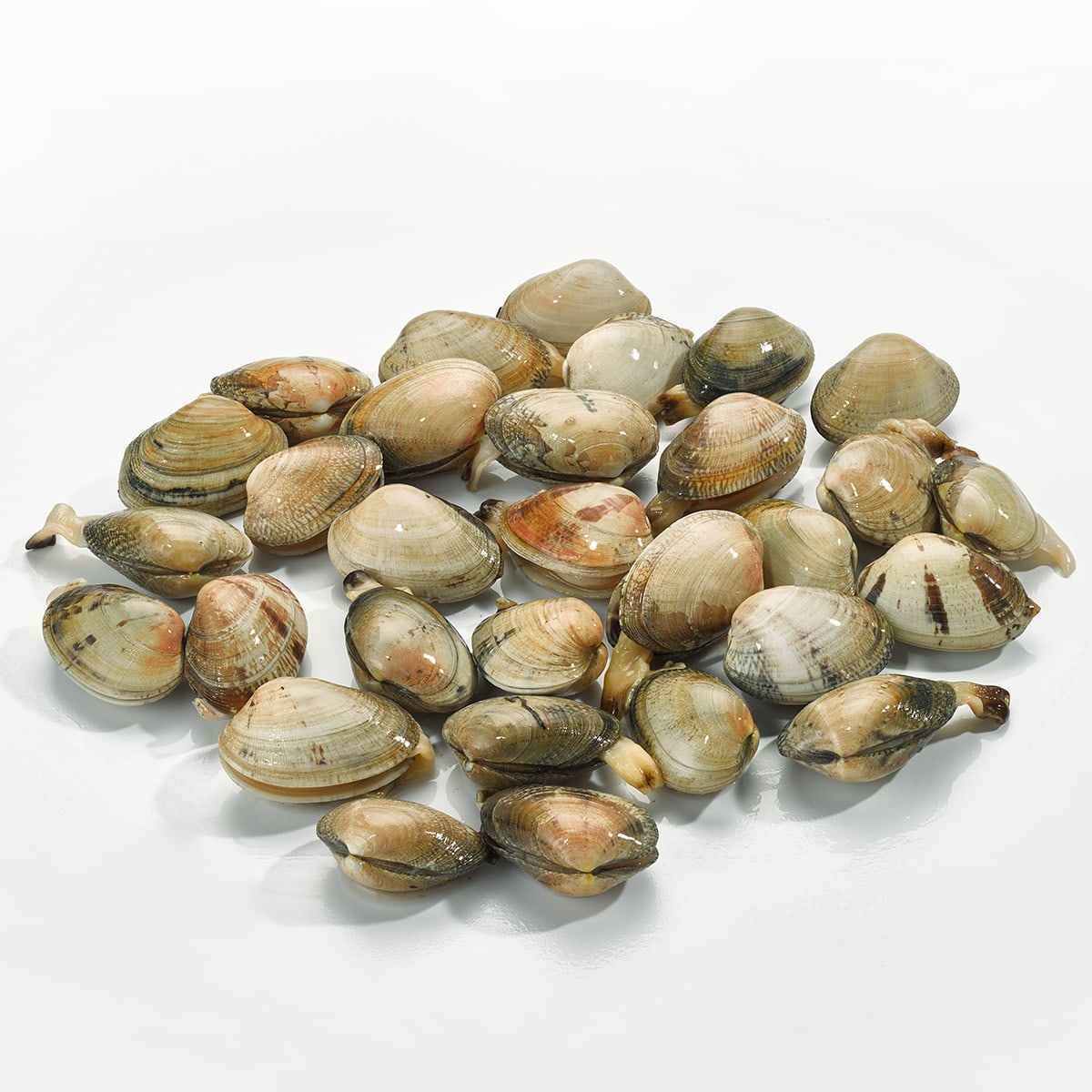 Live Fine Clams