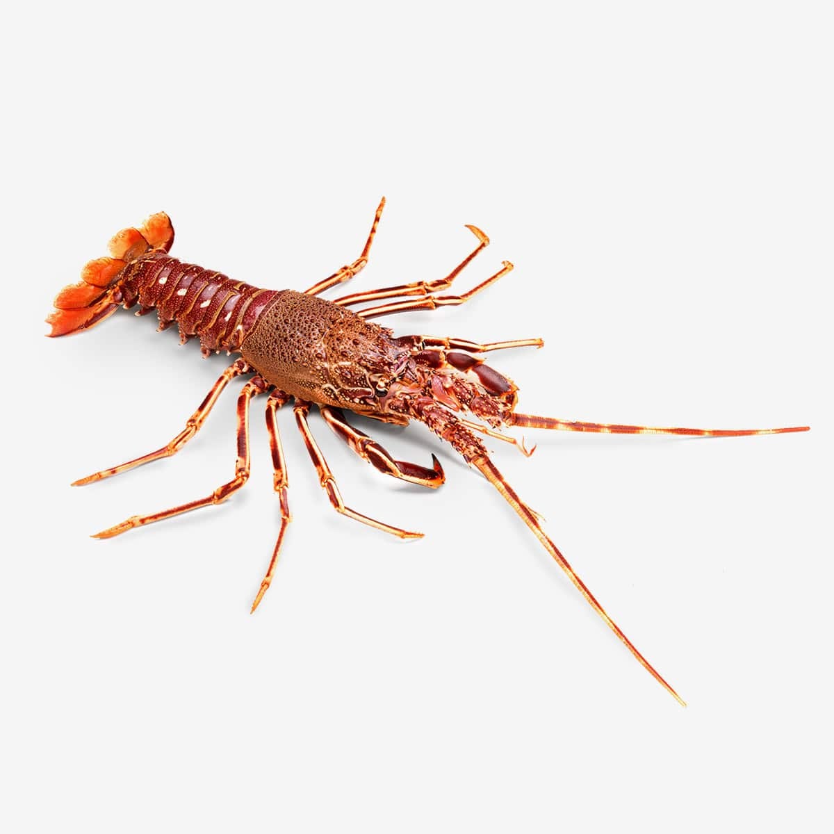 Live Mediterranean Spiny Lobster