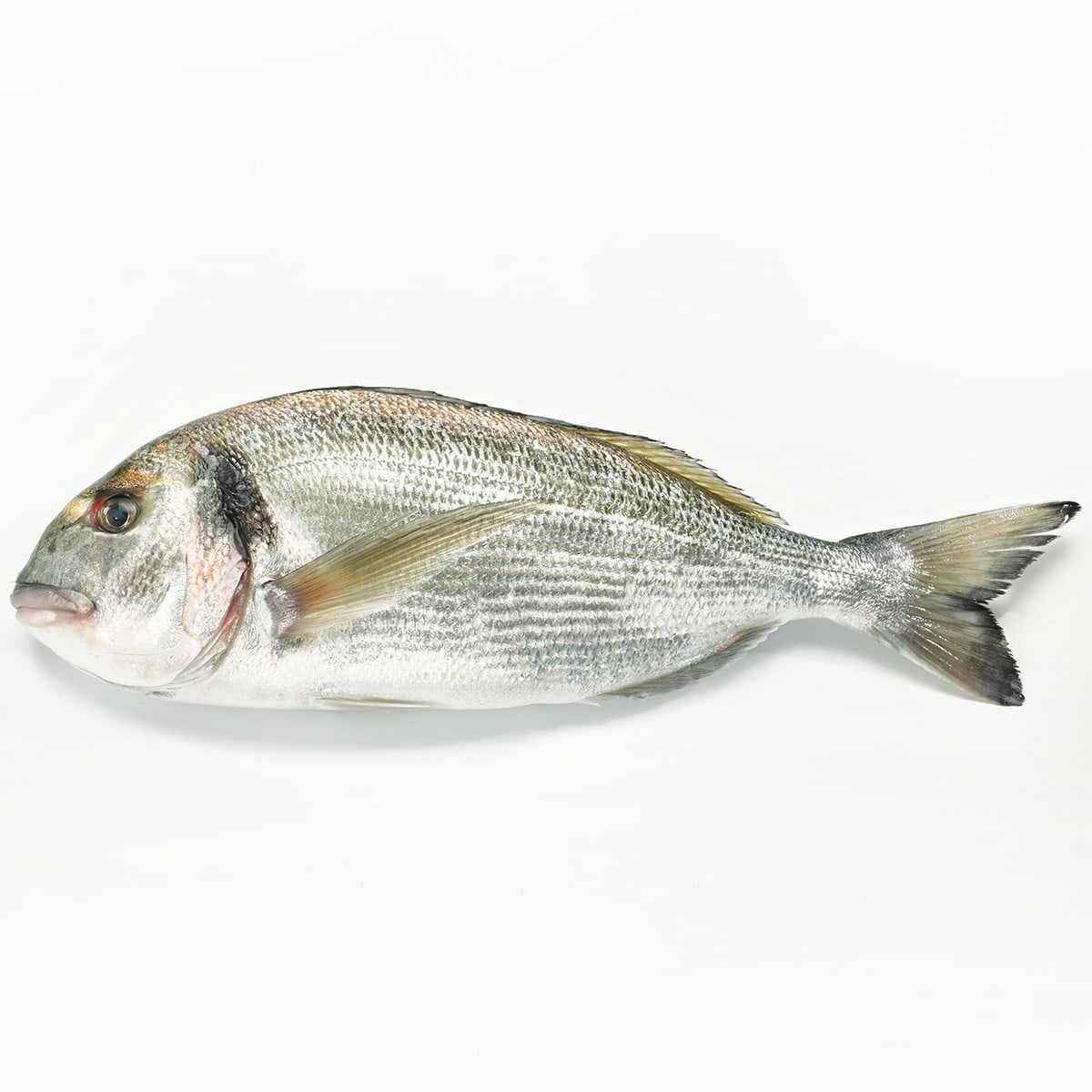 Wild Gilt-head Bream, Whole