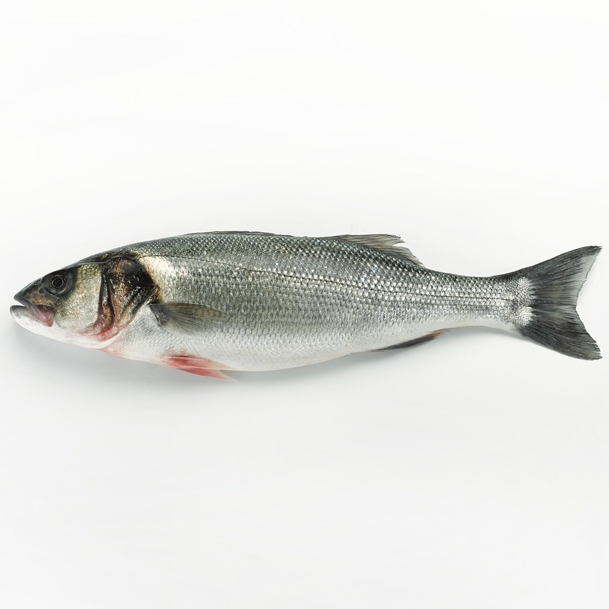 Wild Sea Bass, Whole