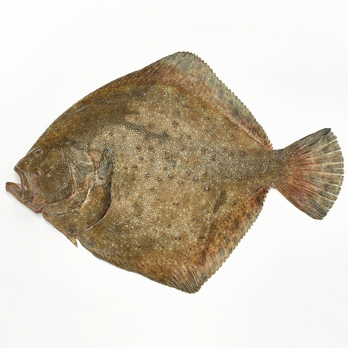 Wild Turbot, Whole